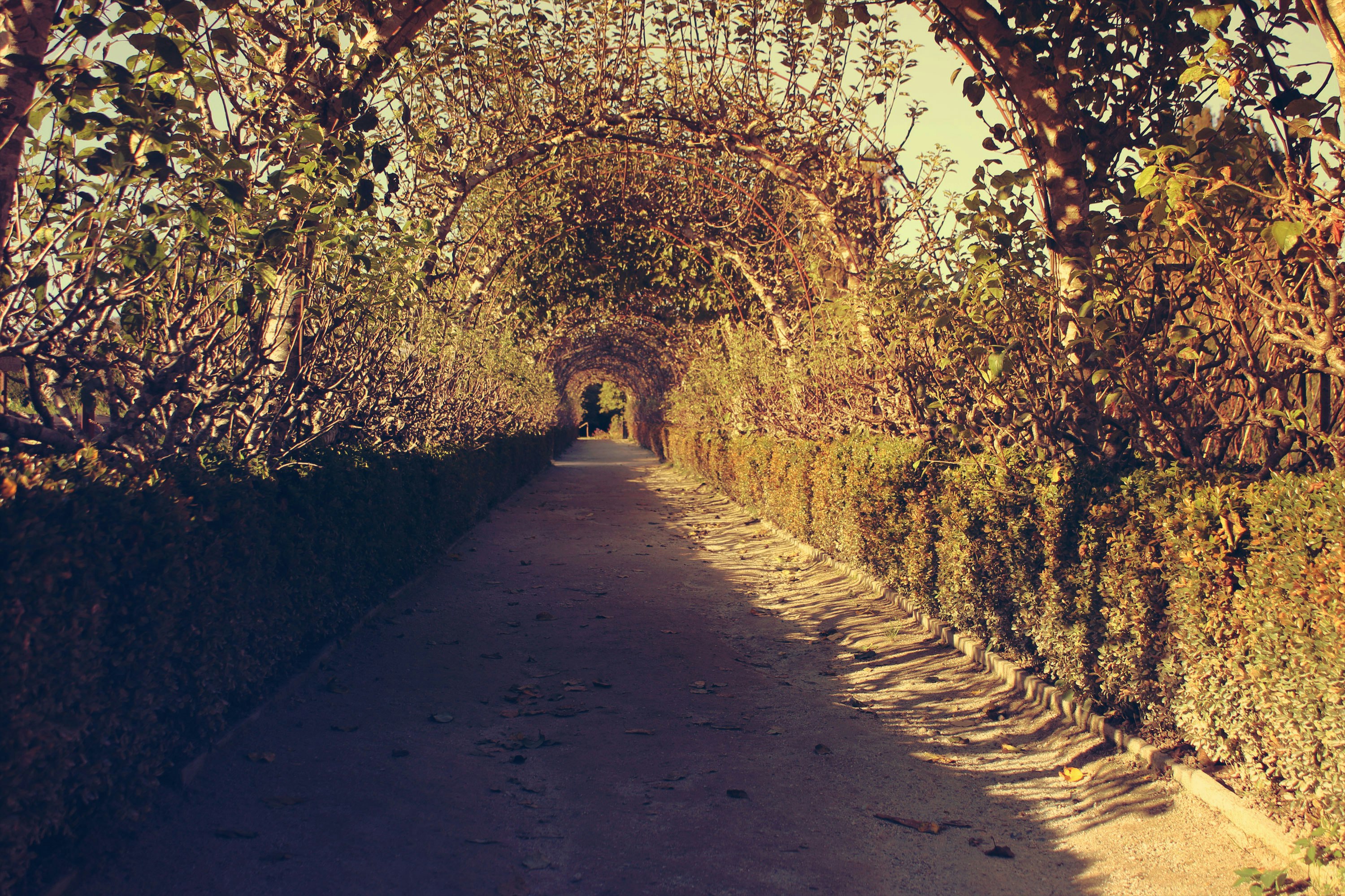 shadow of plants on pathway between green plants